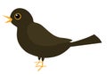 Cute male blackbird