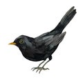 Blackbird illustration isolated on white background. Turdus merula hand painted with watercolors.