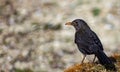 blackbird image. The blackbird ;Turdus merula Linnaeus; is a passerine bird of the Turdidae family. Royalty Free Stock Photo