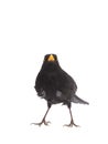 blackbird isolated on a white