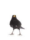 blackbird isolated on a white Royalty Free Stock Photo