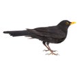 blackbird isolated on a white