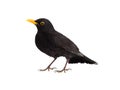 blackbird isolated on a white