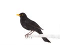 blackbird isolated on a white