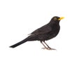 blackbird isolated on a white