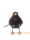 blackbird isolated on a white