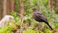 Blackbird in its natural environment , generated by AI Royalty Free Stock Photo