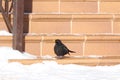 Blackbird on the jaggies. Spring. Royalty Free Stock Photo