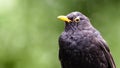 Blackbird male bird details observing. Black blackbird songbird sitting looking with out of focus green bokeh background