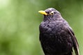 Blackbird male bird details observing. Black blackbird songbird sitting looking with out of focus green bokeh background Royalty Free Stock Photo