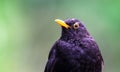 Blackbird male bird details observing. Black blackbird songbird sitting looking with out of focus green bokeh background. Royalty Free Stock Photo