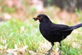 Blackbird male bird observing eating on grass. Black brown blackbird songbird sitting and eating insect larvae and worms Royalty Free Stock Photo