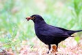 Blackbird Male Bird Observing Eating On Grass. Black Brown Blackbird Songbird Sitting And Eating Insect Larvae And Worms