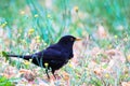 Blackbird male bird observing eating on grass. Black brown blackbird songbird sitting and eating insects and worms on garden Royalty Free Stock Photo