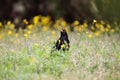 Blackbird male bird sitting eating on green grass floor Turdus merula between yellow dandelion flowers. Black songbird singing Royalty Free Stock Photo