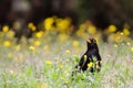 Blackbird male bird sitting eating on green grass floor Turdus merula between yellow dandelion flowers. Black songbird singing Royalty Free Stock Photo