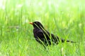 Blackbird male bird sitting on green grass floor. Black songbird sitting and singing grass with out focus green bokeh background Royalty Free Stock Photo