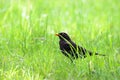 Blackbird male bird sitting on green grass floor Turdus merula. Black songbird sitting and singing on grass with out of focus Royalty Free Stock Photo