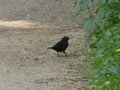 Blackbird male in the forest