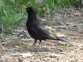 Blackbird male in the forest