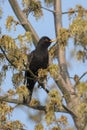 Blackbird male sits fluffed on a tree with young shoots Royalty Free Stock Photo