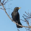 Blackbird male sits on a tree with young shoots Royalty Free Stock Photo