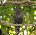 Blackbird on Mango Tree