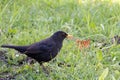 Blackbird Royalty Free Stock Photo