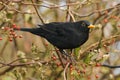 Blackbird, Merel, Turdus merula Royalty Free Stock Photo