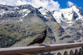 Blackbird in mountains