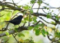 Blackbird in natural environment Royalty Free Stock Photo