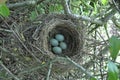 Blackbird nest