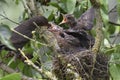 Blackbird nest 16 Royalty Free Stock Photo