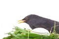 Blackbird at nest with huge egg