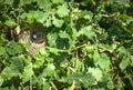 Blackbird nest with one blue egg