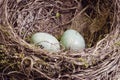 Blackbird nest with two eggs in green shade