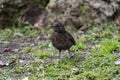 Blackbird with orange beak on meadow Royalty Free Stock Photo