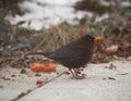 Blackbird with an orange beak