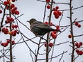 Blackbird in an ornamental apple tree Royalty Free Stock Photo