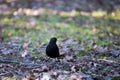 Blackbird in the park.