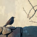 Blackbird perched gracefully on a rustic low stone wall