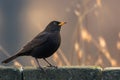 Blackbird perched gracefully on a rustic low stone wall