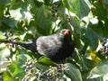 Blackbird perched on mistrustful ivy