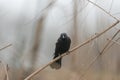 Blackbird perched on a withered branch. Royalty Free Stock Photo