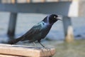 Blackbird at pier