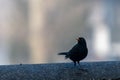 Blackbird placed on a low wall Royalty Free Stock Photo