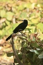 Blackbird tree Florida