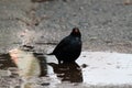 Blackbird in the puddle