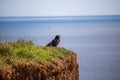 Blackbird on a rocky precipice, surveying a breathtaking oceanic landscape below