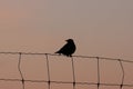 Blackbird silhouette during sunset
